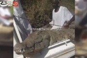 ببینید | لحظه به دام انداختن تمساح عظیم‌الجثه ۵ متری‌ در سودان
