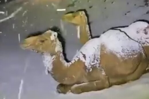 ببینید | بارش برف شدید در شمال عربستان