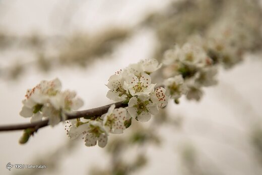 شکوفه های زودهنگام «خُلی دار» - رشت