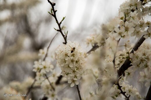 شکوفه های زودهنگام «خُلی دار» - رشت