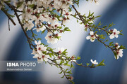 تصاویر | رویش زود هنگام شکوفه‌ها در شیراز