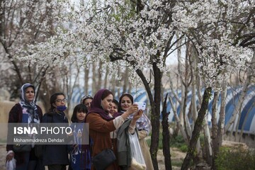 رویش زود هنگام شکوفه‌ها در شهر راز