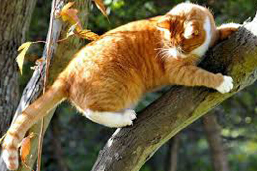 ببینید | پرواز بلند و حیرت‌انگیز گربه برای رسیدن به آغوش صاحبش