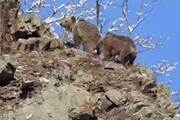 ببینید | تصاویری زیبا از زندگی خرس‌های قهوه‌ای در منطقه حفاظت شده البرز