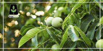 راه هایی برای خرید نهال گردو ارزان