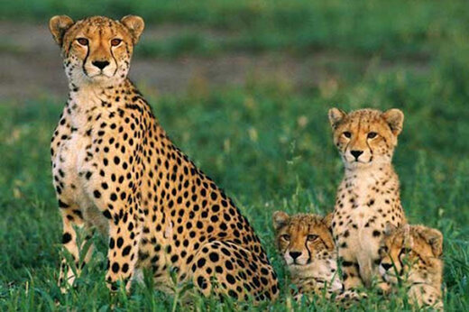 ببینید | ویدئویی تماشایی و هیجان‌انگیز از بازیگوشی پلنگ و توله‌اش