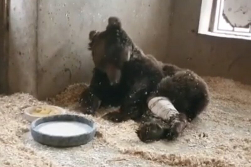 ببینید | ببینید | پایان تلخ اَشی، خرس قهوهای رامسر