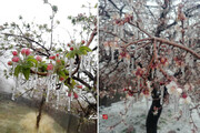 ببینید | سرمازدگی بی‌سابقه شکوفه‌های درختان در کرمان