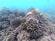پایش و بررسی ریف مرجانی خلیج چابهار