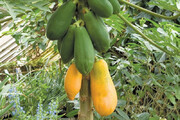 ببینید | کشت میوه‌های لوکس هاوایی در ایران