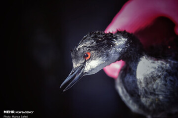 تصاویر | قاب‌های غم‌انگیز از پایان تلخ مهاجران خلیج