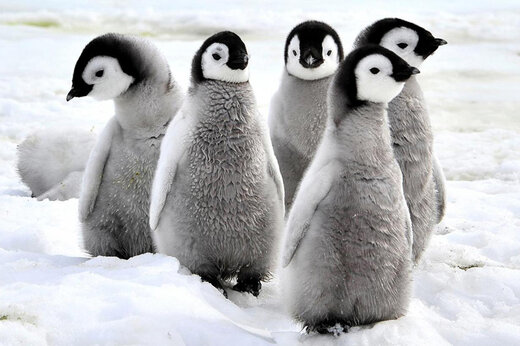 ببینید | تاکتیک دفاعی خیره‌کننده بچه‌ پنگوئن‌ها در مقابل مهاجمی بی‌رحم