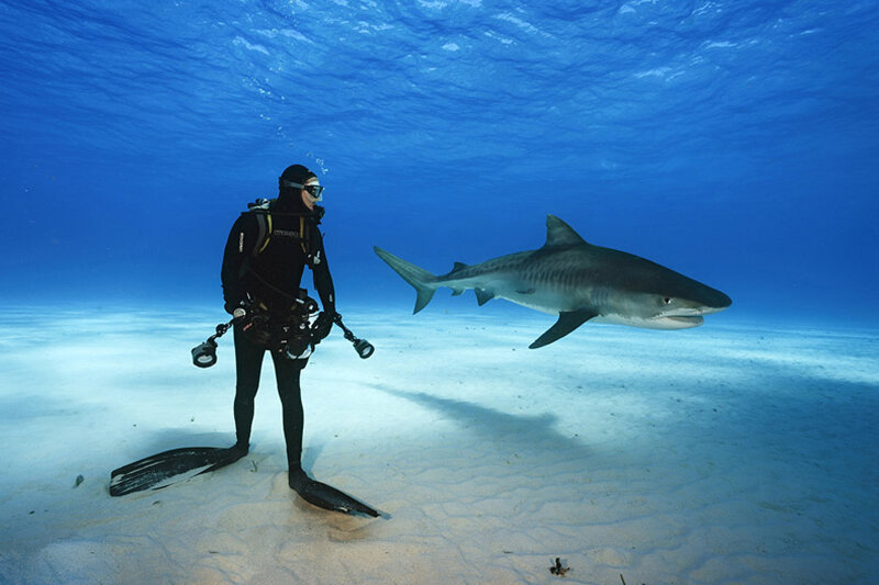 ببینید | بازی خطرناک یک غواص با کوسه