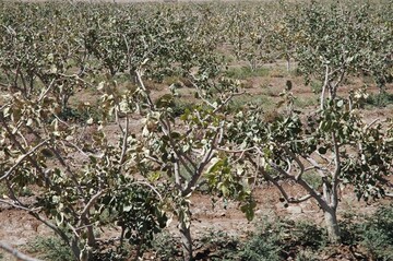 خسارت سرما به درختان میوه در شهرستان مشهد 