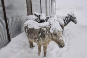 ببینید | حیوانات در سرمای کشنده قزاقستان یخ زدند