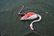 ببینید | لحظاتی دردناک از مرگ فلامینگوها در خلیج گرگان