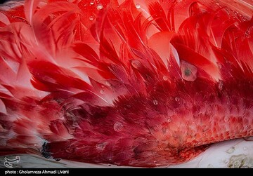 خاطره ی پرواز