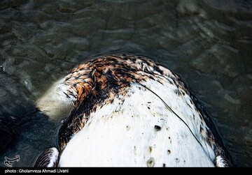 خاطره ی پرواز