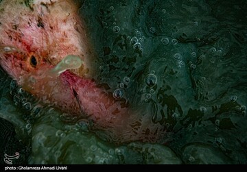 خاطره ی پرواز