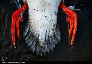 خاطره ی پرواز