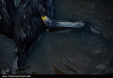 خاطره ی پرواز