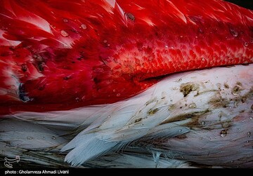 خاطره ی پرواز