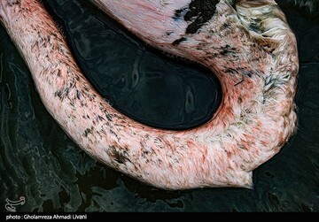 خاطره ی پرواز