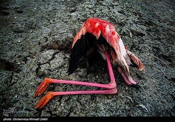خاطره ی پرواز