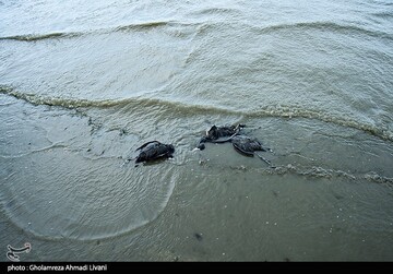 خاطره ی پرواز