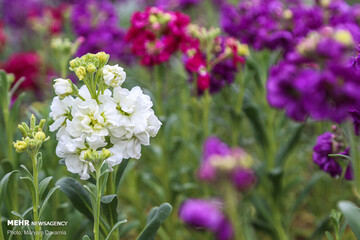 ببینید | به زیبایی گل‌های بهاری