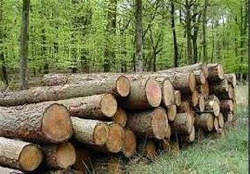 سوداگران چوب‌ به جان جنگل‌های گلستان افتادند/نظارت‌ها و برخوردها با قاچاقچیان تشدید می‌شود