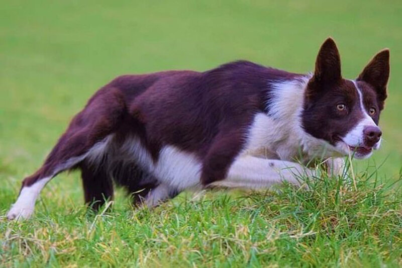 ببینید | تصاویری دیدنی از یک سگ برای مدیریت کردن گله گاوها