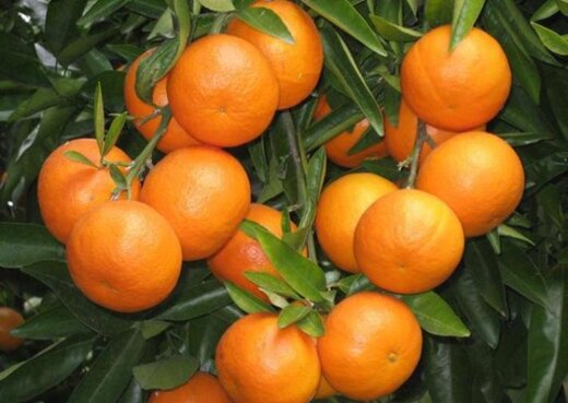 فواید پوست پرتقال برای بدن چیست؟