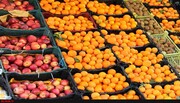۱۶۰۰ تن سیب و پرتقال شب‌عیدی در آذربایجان‌غربی توزیع خواهدشد