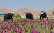 ۶سایت کشت گیاهان دارویی در قزوین راه‌اندازی شد