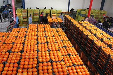 قبادی: 40هزار تن میوه برای شب عید ذخیره شده است