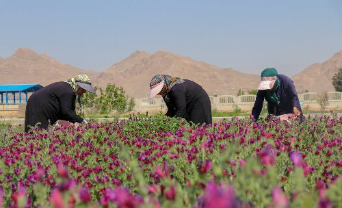  ۶سایت کشت گیاهان دارویی در قزوین راه‌اندازی شد