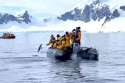 ببینید | وقتی یک پنگوئن برای فرار از دست نهنگ قاتل به قایق انسان‌ها پناه می‌برد
