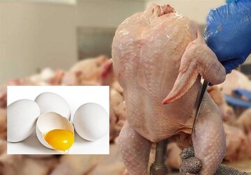 تخم مرغ گوی گرانی را از مرغ ربود
