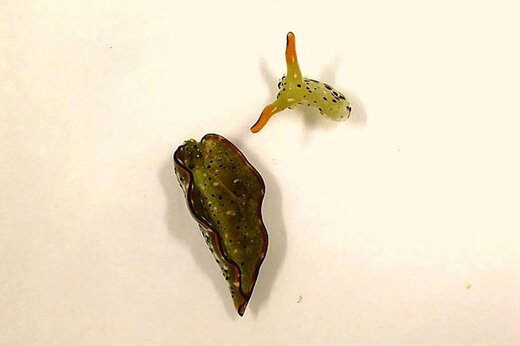 ببینید | حلزونی که با قطع سر خود به زندگی‌اش ادامه می‌دهد