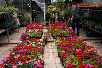 بازار گل در آستانه ی سال نو