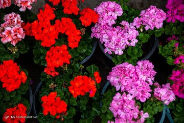 بازار گل در آستانه ی سال نو