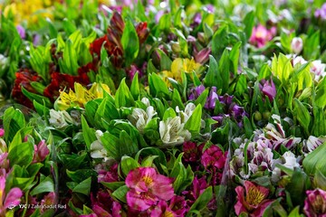 بازار گل در آستانه ی سال نو