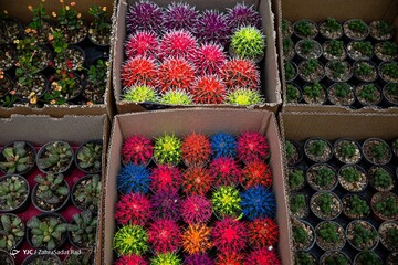 بازار گل در آستانه ی سال نو