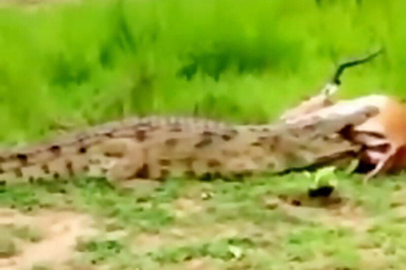 ببینید | تصاویر اعجاب انگیز از رهایی یک آهوی باردار توسط تمساح گشنه