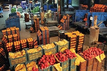 هرقدر دلتان بخواهد میوه توی بازار هست/ سیب سرخ و سفید داریم؛ پرتقال تامسون و والنسیا هم داریم/ قیمتش ۲۵درصد ارزانتر از بازار آزاد