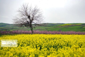 بهار مازندران