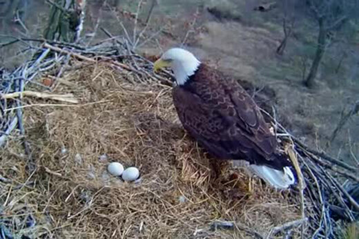 ببینید | فیلمی حیرت‌انگیز از مراقبت عقاب مادر از تخم‌هایش در روز برفی