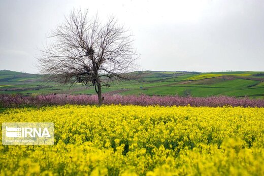 بهار مازندران