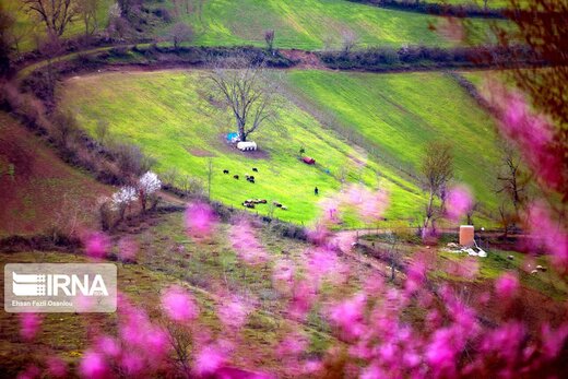 بهار مازندران